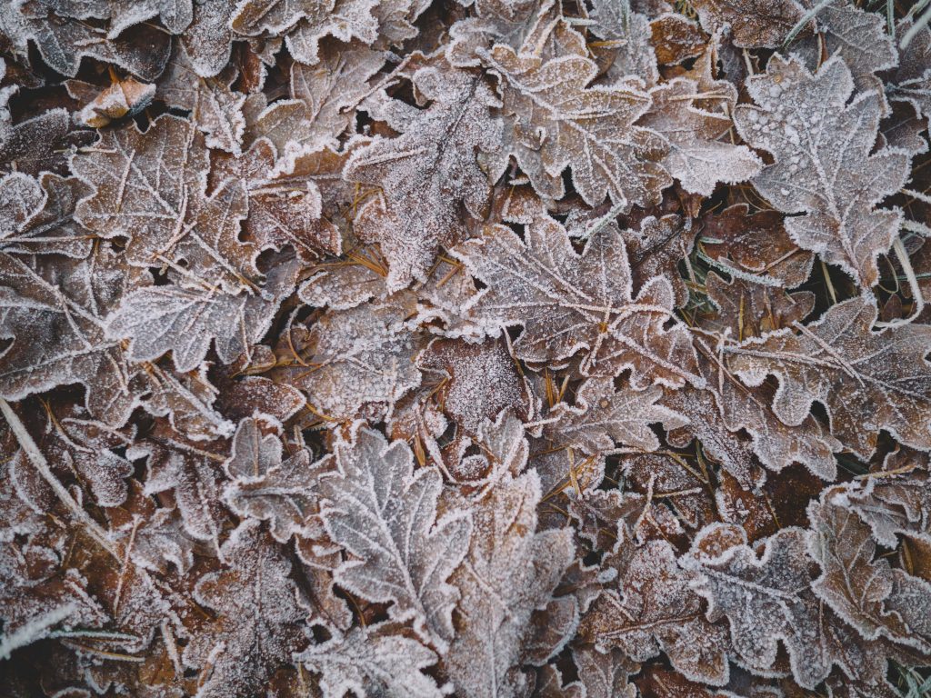 what maintenance does a deck need for winter? start with the leaves