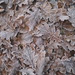 what maintenance does a deck need for winter? start with the leaves